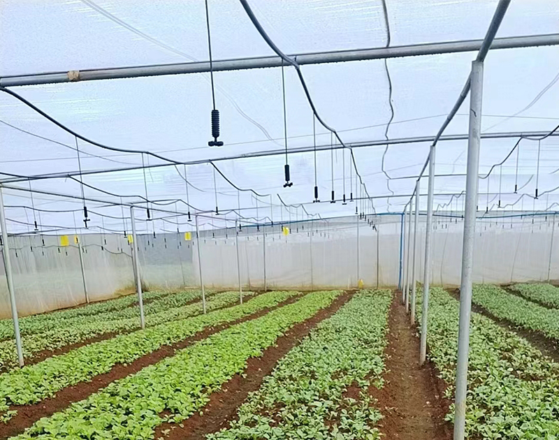 蔬菜种植网